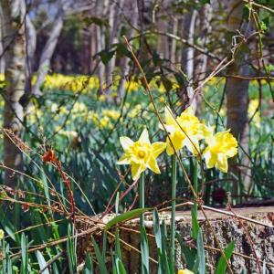 Some of the daffodils are smaller than others. 