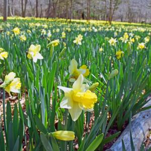 The preserve covered in yellow flowers.