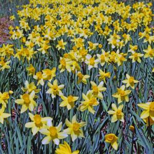 A row of blooming daffodils.