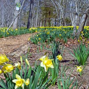 Parson's Reserve has been around since World War II. 