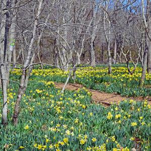 This field will look almost completely yellow in a few days time. 