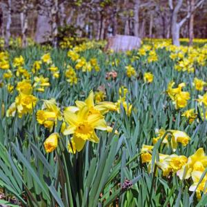 There are 27 varieties of daffodils.