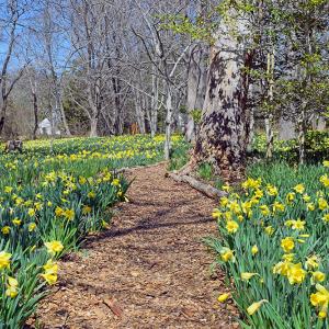 Paths wind throughout the flowers. 