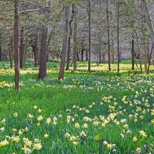 The field stretches for four acres. 