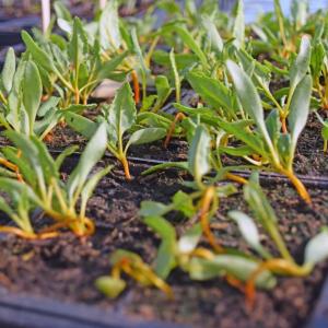 Some multicolored seedlings. 