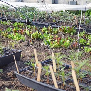 Some lettuce and other plants beginning to grow in the greenhouse. 