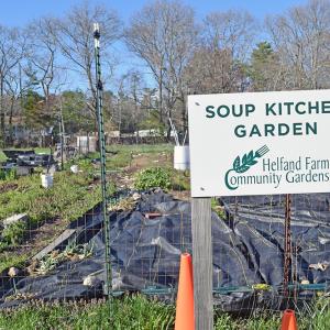 The Soup Kitchen Garden has begun to grow. 
