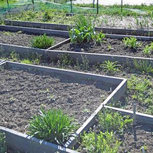 One plot with split growing boxes. 