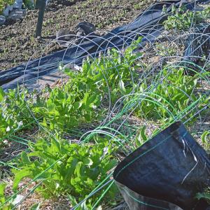 One plot already had something grown.