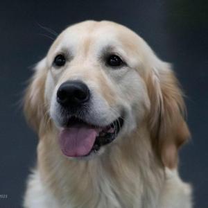 Darcie the therapy dog. Source: North Branch Library