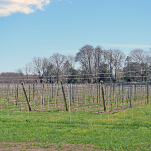 The grapevines. 