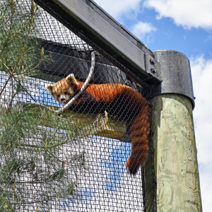 Jacob the red panda in his favorite spot. The sun cover is a close second. 