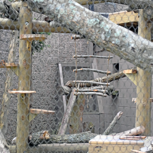 The wooden rope ladder. 