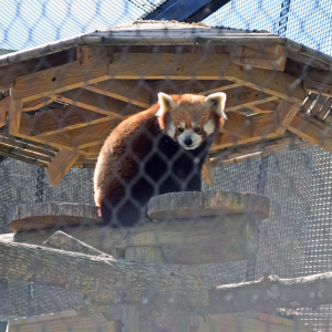 Jacob the red panda posing in front of his new sun cover. 