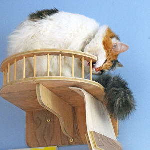One of the office cats find an alternitive way to enjoy their climbing wall. 