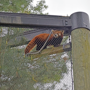 Jacob the red panda preparing for a nap.
