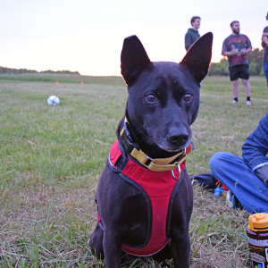A dog gets ready to listen to live music. 