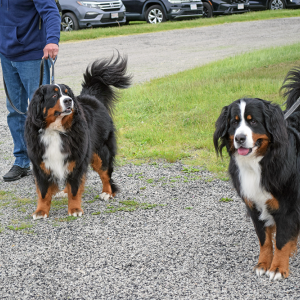 Two dogs get ready to beg for food. 