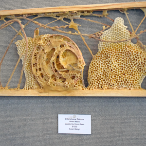 A hive with a freeform and spiral wax structure. 