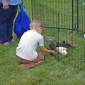 Colton Walker pets the chicks and ducklings. 