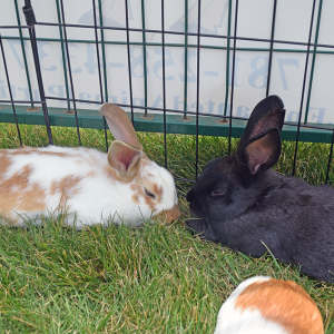 The bunnies take a nap. 