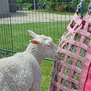 The lamb enjoys a snack. 