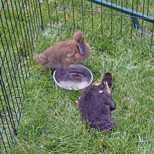 The ducklings play in the water bowl. 