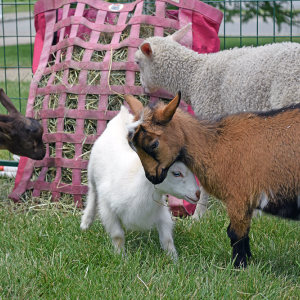 Some of the goats have a play fight. 