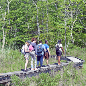 The group passes over the boardwalk. 