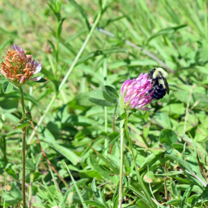 A bumblebee pollenates a flower. 