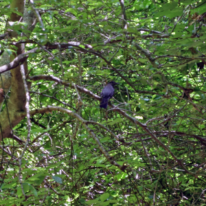 A catbird hidden in the trees. 