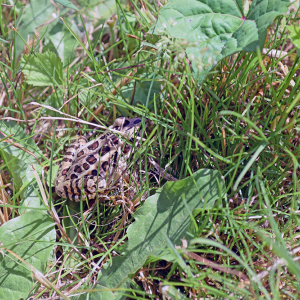 A toad hiding in the grass. 
