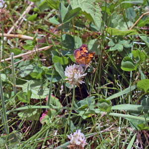 A butterfly rests on a clover flower. 