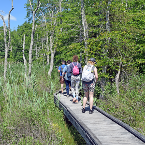 The group walks over the boardwalk into the woods. 