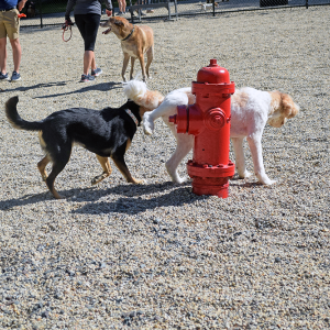 What else could a fire hydrant be for?