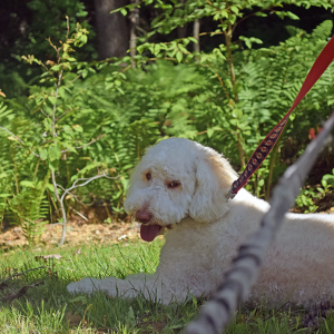 Sawyer enjoys some shade. 