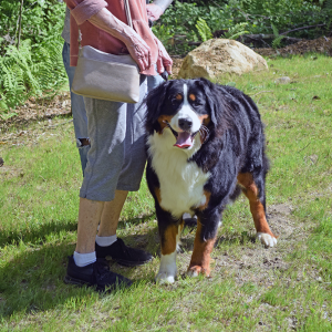 A dog waits to enjoy the park. 