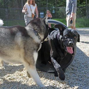 Buddy and Buoy play together. 