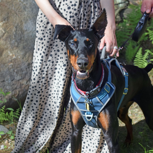 A doberman smiles at the camera. 