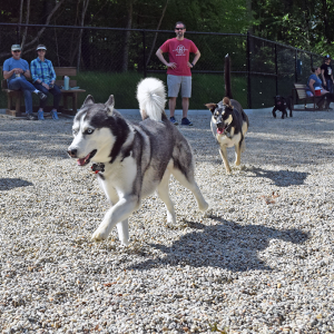 Zoe plays a game of tag with Buddy. Photos by Kat Sheridan