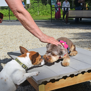 Callaway and Daisy meet. 