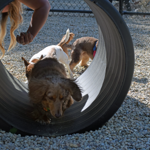 Murphy runs through a tunnel. 