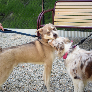 Cooper and Marsha have a sniff. 