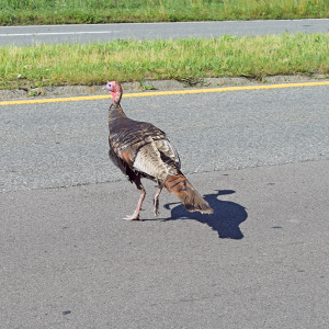 Tom the turkey. 