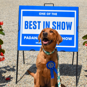dog show