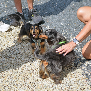 Two of the dogs get to know each other. 
