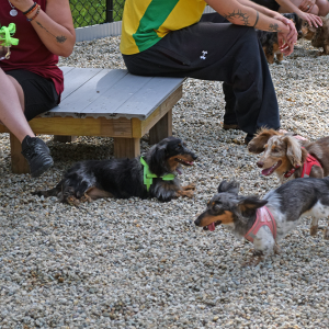 The dachshunds all playing together. 