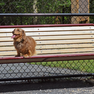 Murphy hangs out on a bench. 