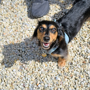 One of the dogs smiles up at the camera. 