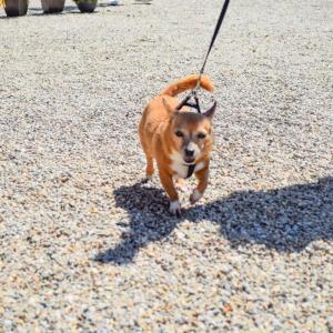 Roxie, the 17-year-old chihuahua, trots past. 